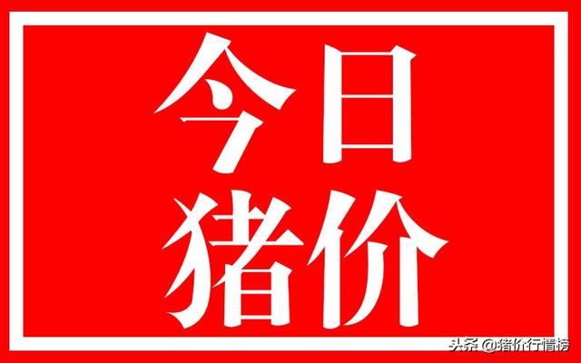 今日猪价动态分析与预测报告